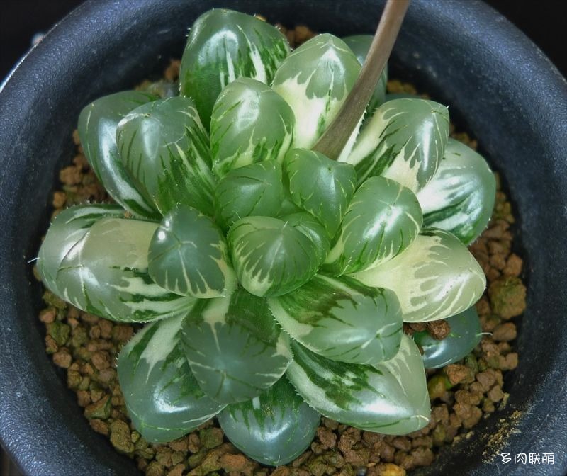 多肉玉露寿的品种图鉴,日本十大耐阴多肉