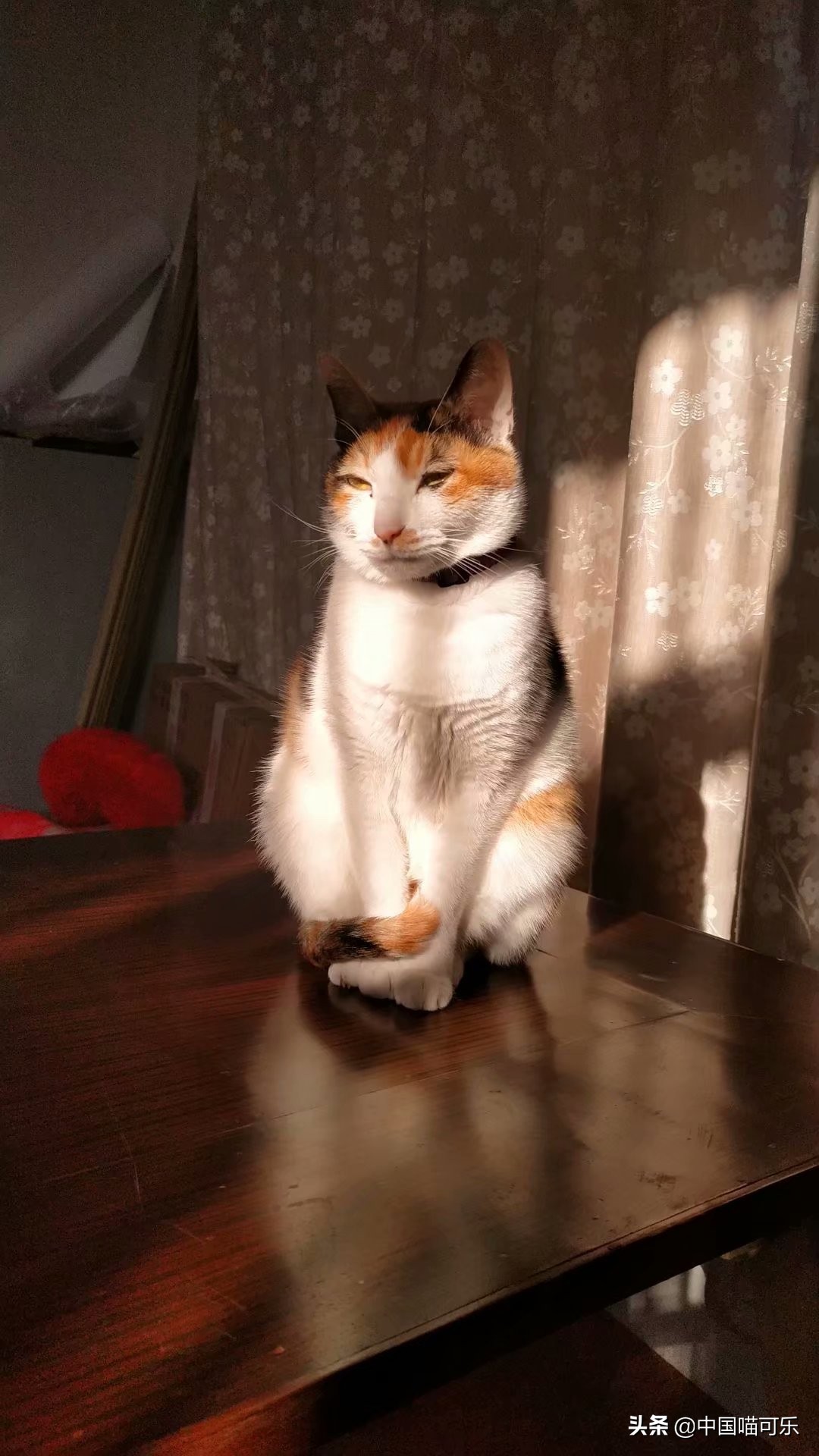 母猫突然叫个不停要人去摸它,母猫突然叫得很奇怪