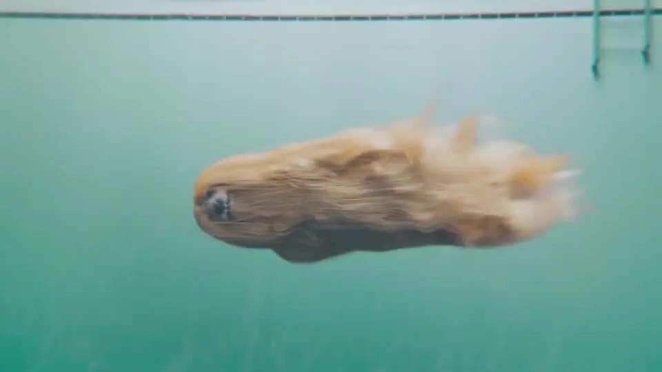 各国猛犬品种排名,各国品种猛犬