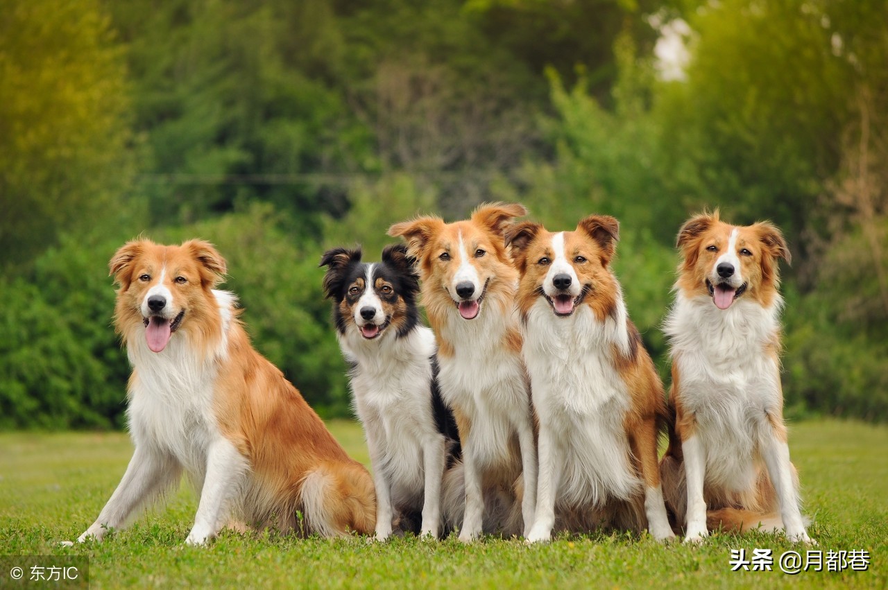 阿拉斯加细小症状怎么治疗,阿拉斯加得细小症状