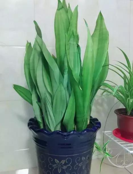 养花的盆要不要戳些洞,养花小知识小技巧大全图解