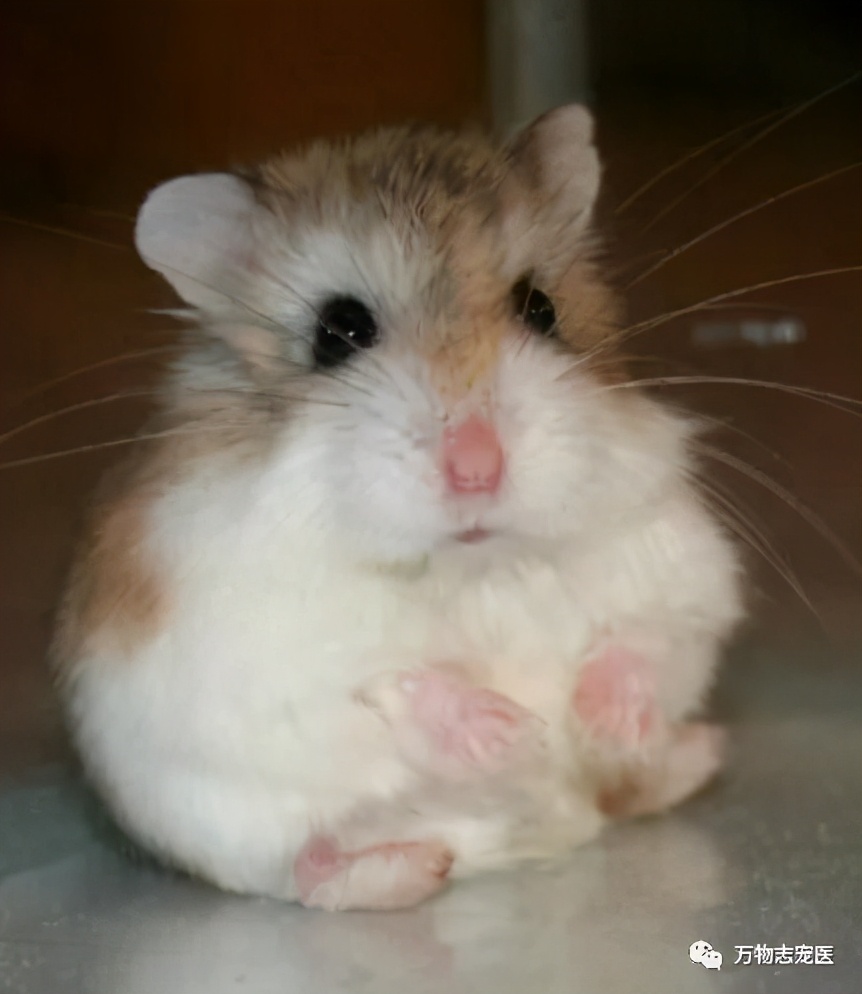 仓鼠会引起人类呼吸道疾病吗,仓鼠传染疾病吗