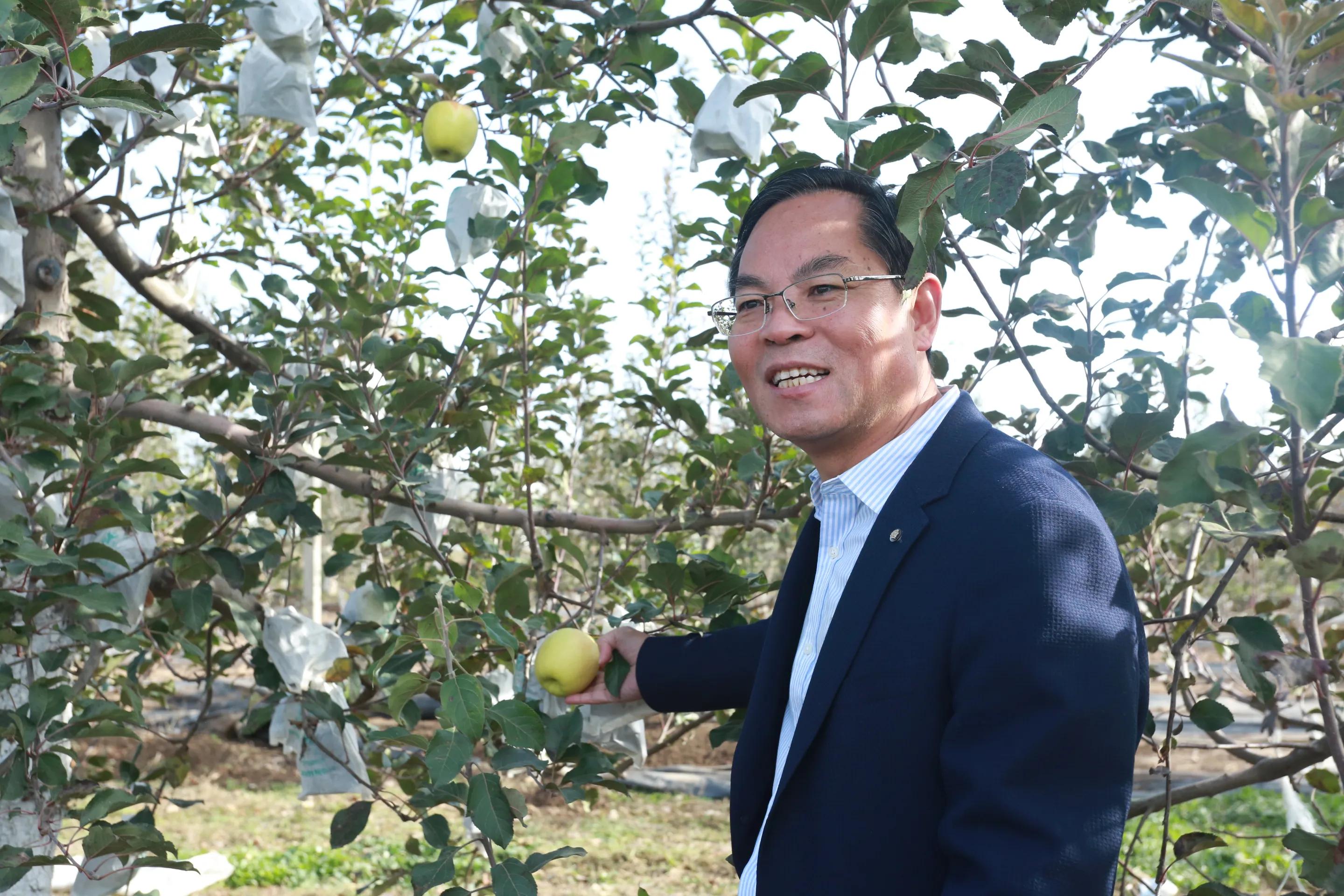 陕西白水苹果哪里最好,陕西白水苹果专卖店
