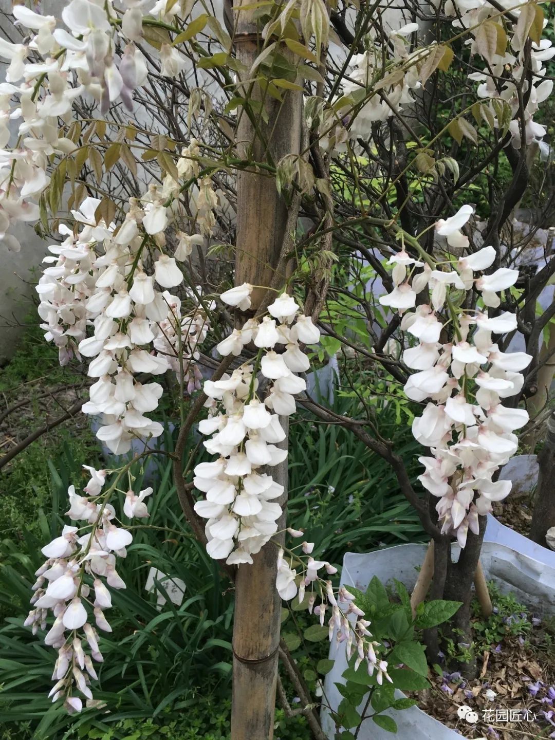 紫藤花开不负春光不负卿什么意思,紫藤花开岁月静好