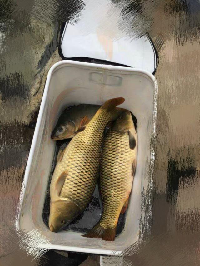 一味台钓线,一味经典线组