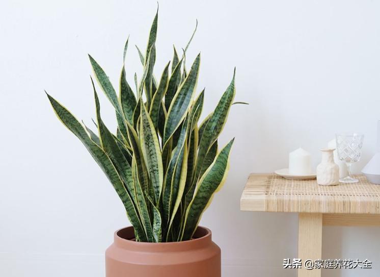 虎皮兰叶片有干瘪的地方怎么回事,虎皮兰的叶子干瘪怎么补救