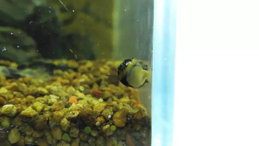 我穷到连最简单的过滤器都买不起，干脆就开了个三无草缸！