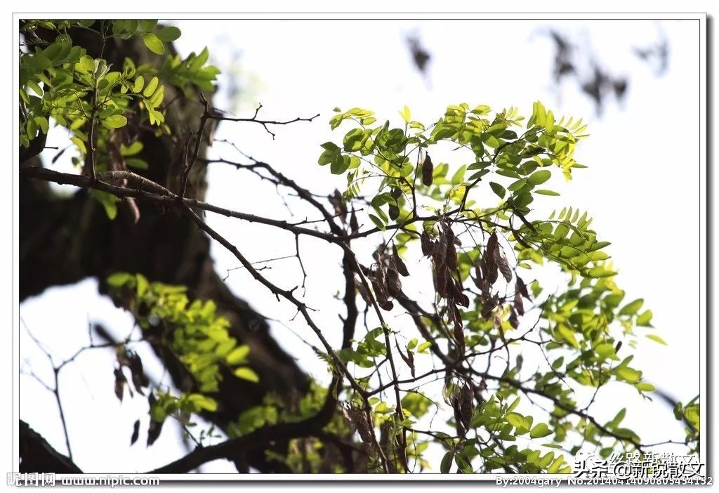 父亲去世后，我很少再去老槐树下，不知道是否还有斑鸠在树上垒窝