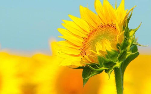 焦虑抑郁症怎么引起的心理障碍,怎样克服焦虑抑郁症的躯体症状