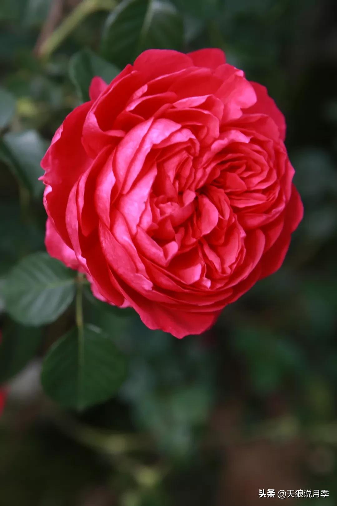 又一个十年,国产自育品种