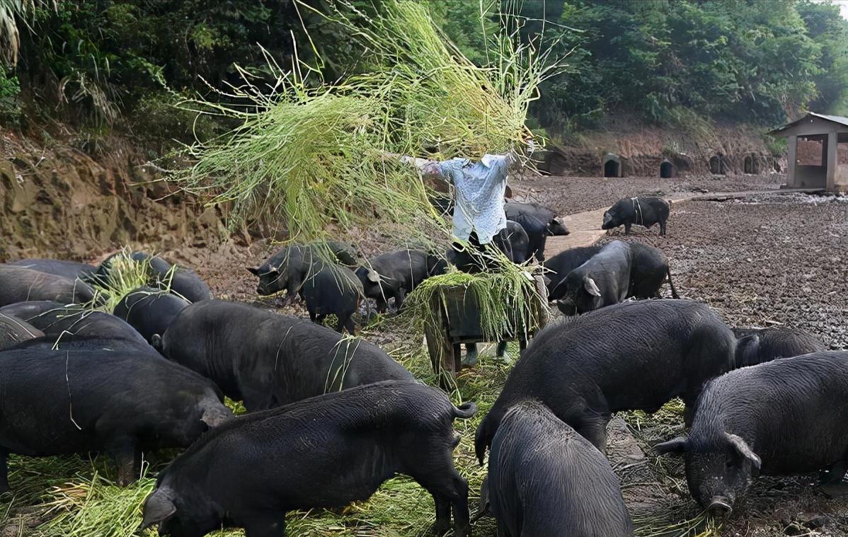 90后回村创业养生态跑山黑猪,退伍老兵回家养猪