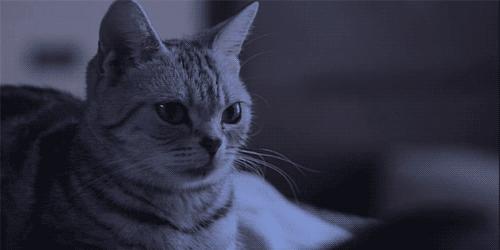 猫咪与自家小猫相处之道,怎么吸引猫咪让猫咪一直在你身边