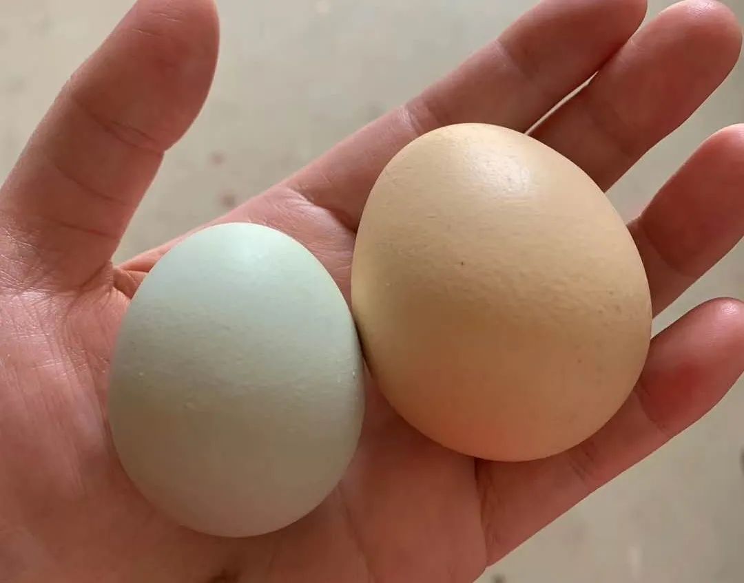 【呱呱教·171】蛋蛋那些事之“疼痛”，千万别大意~