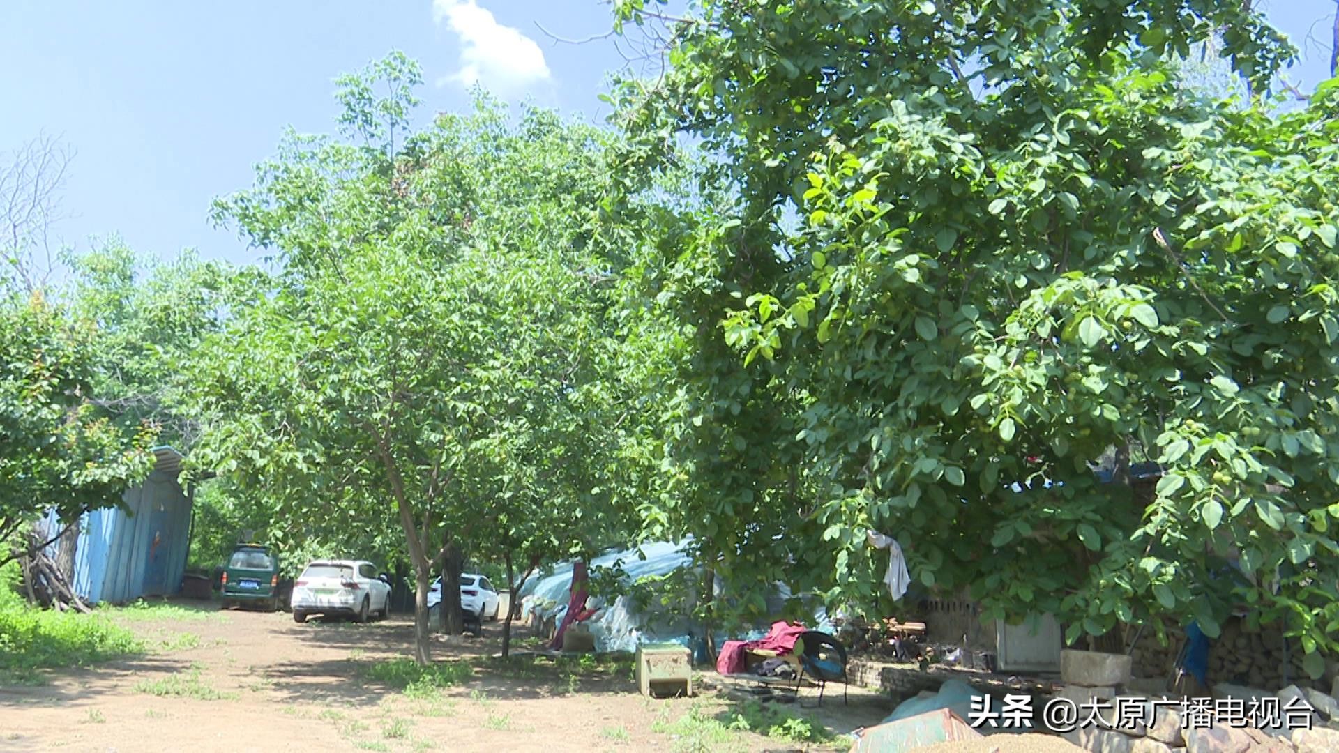 乡村振兴!太原要子庄村“绿”土地长出“金娃娃”