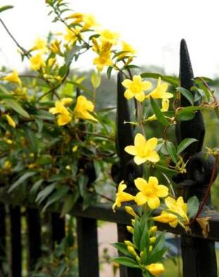 法国香水茉莉怎样施肥,香水茉莉不开花用什么肥