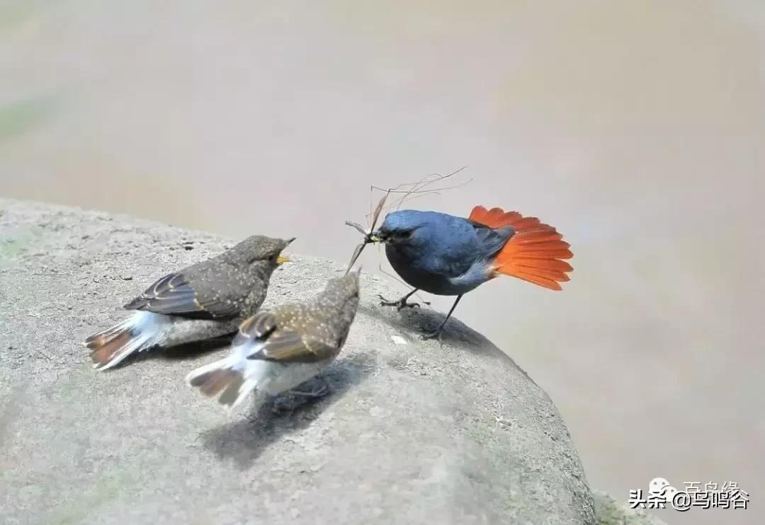 石燕笼养方法,石燕红尾水鸲