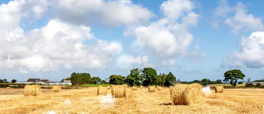 蘑菇孢子进入肺里发芽,菌类孢子进入肺部