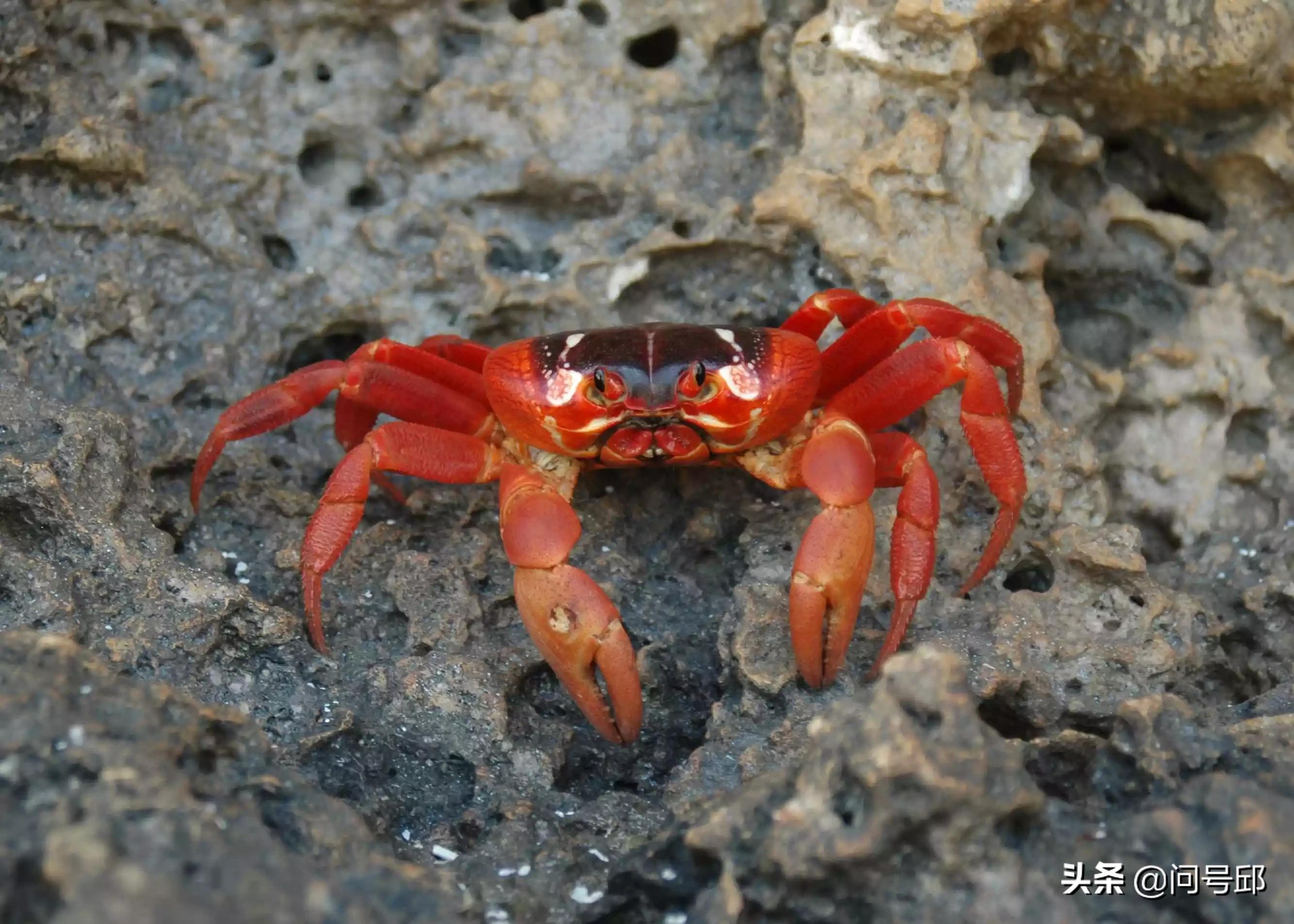 100只很奇怪的螃蟹,很多奇怪螃蟹