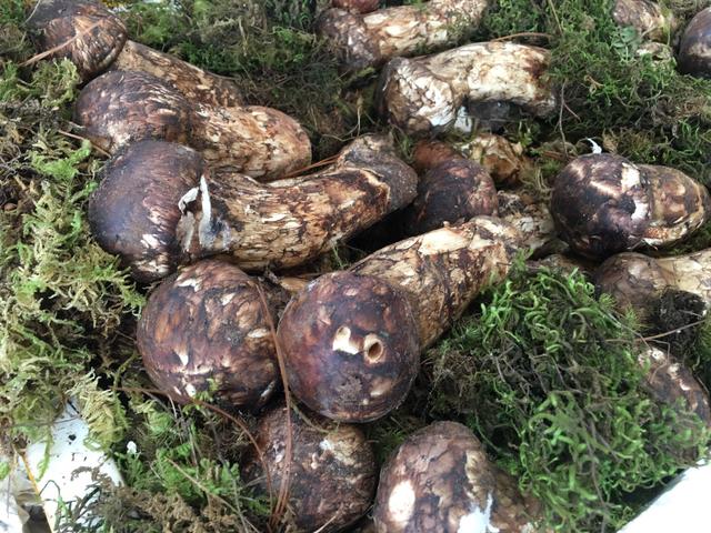 核辐射对人的危害视频,核辐射的危害及分析