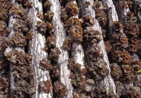 秋季约上三五好友一起去露营烧烤,来延边开始秋天的旅行