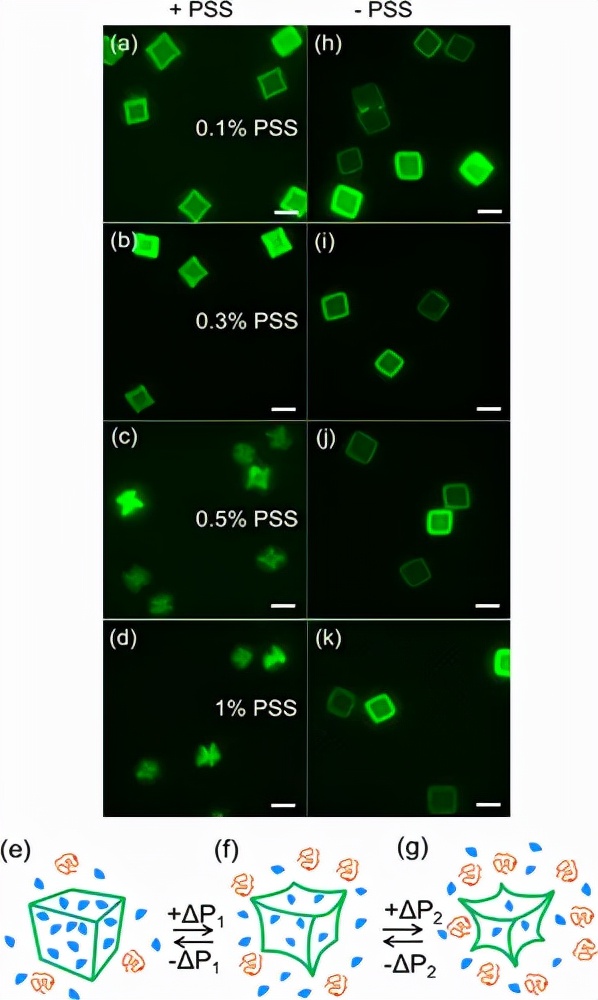 macromolecules怎么样,macromolecules是什么