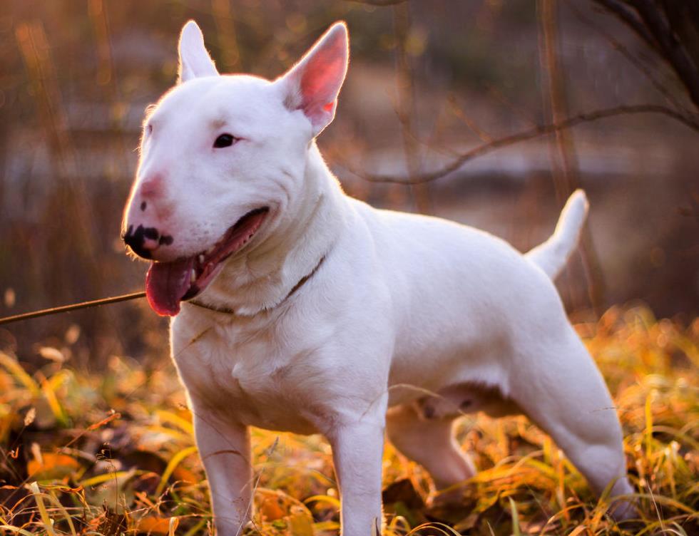 让狗狗防病的药,让狗狗长得快的药