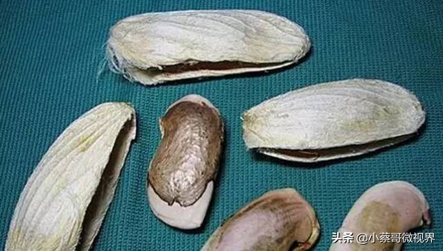 吃完的水果不要扔试试在家就能种,吃完的水果种子