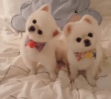 博美养犬指南,一个多月的博美怎么饲养和喂食