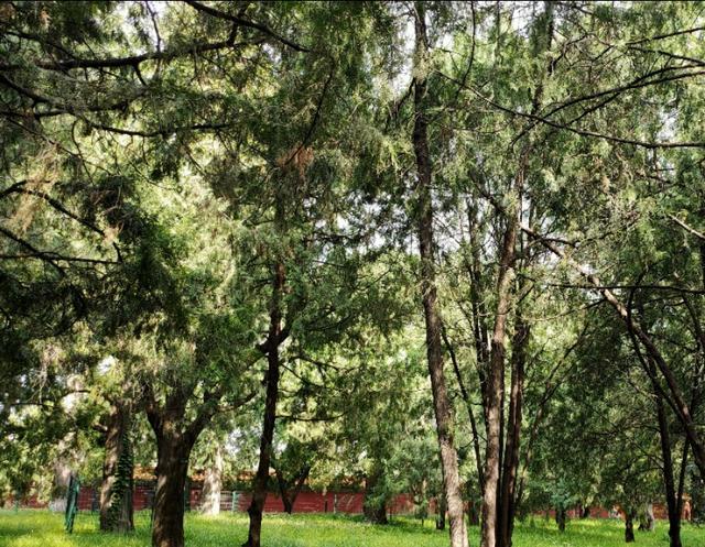 北京的坛庙文化——皇地祗神的祭坛和史铁生《我与地坛》