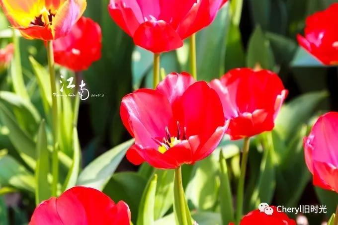 苏州旅游值得去的景点,去苏州旅游攻略最好的景点