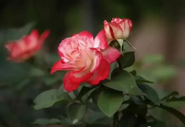 每天学习一点点花卉,100种常见玫瑰品种