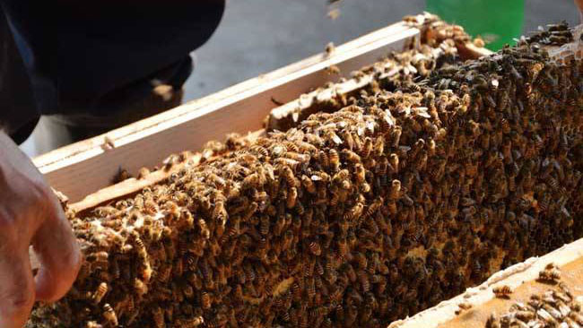 蜜蜂养殖基础知识,传统土法养殖蜜蜂