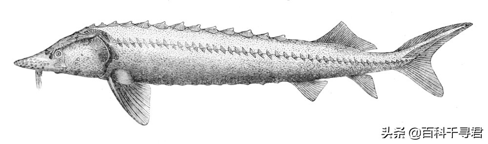 欧鳇的寿命极短,欧鳇是淡水鱼还是海鱼