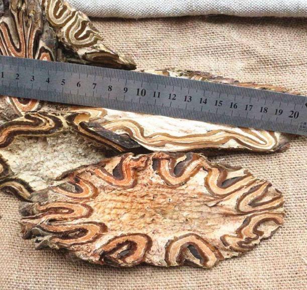 开山捡回一根“蛇纹木”，埋到老家菜地中，一查才知是珍贵龙骨风