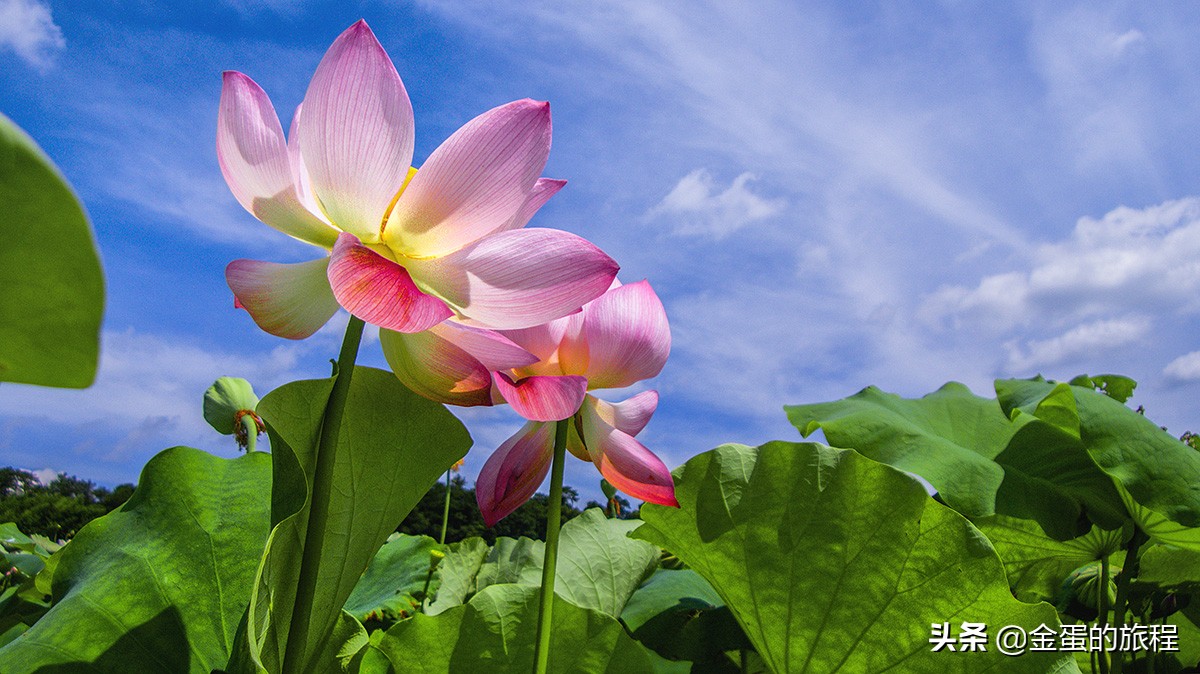 全国最大的荷花养殖基地,中国最大荷花园