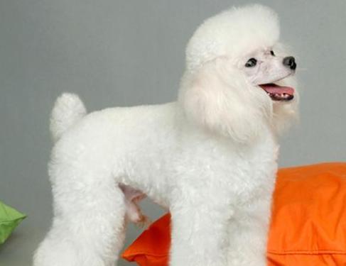 贵宾犬性格,贵宾犬咬人吗性格温和吗