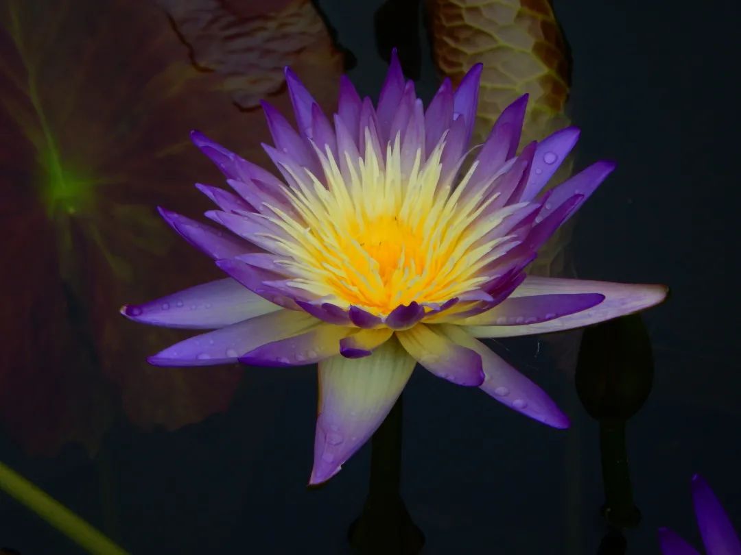 广州花海最新视频,广州花海大片蔚为壮观