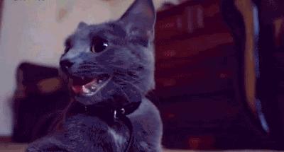 猫咪肠胃炎好了后食欲不好,猫咪肠胃炎引起的高热怎么治