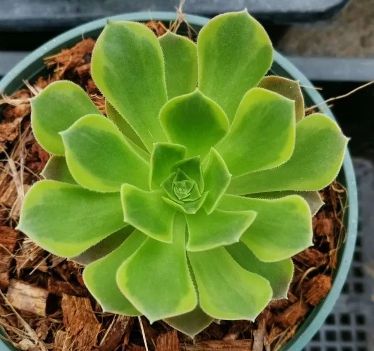 法师新品：青翠欲滴“檬”动我心，青檬法师育繁记