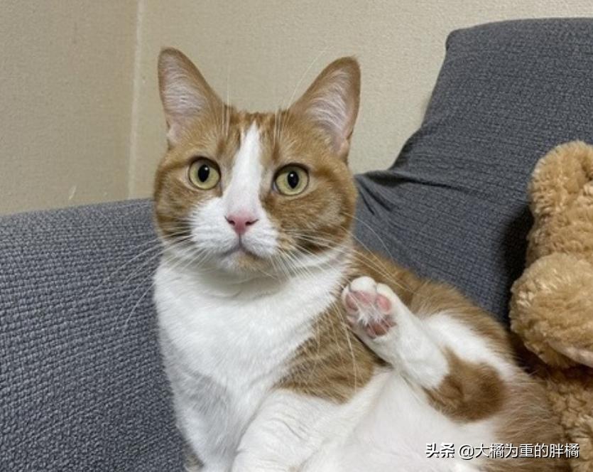 家里养猫咪怎么让它不乱抓,养猫怎么防止猫咪弄乱家里物品