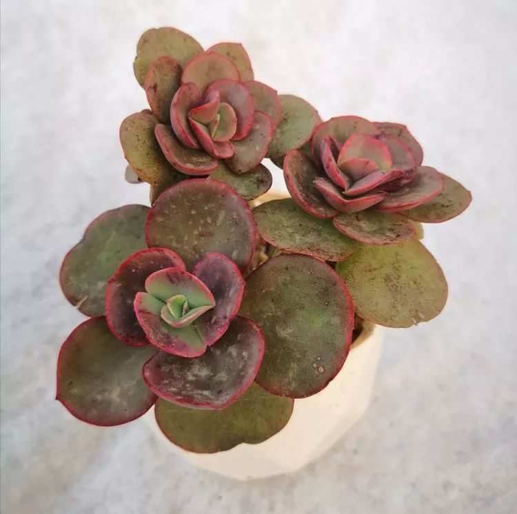 最美的20种多肉,15种最美的多肉