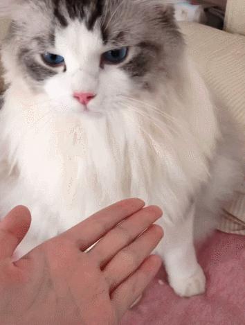 布偶猫身长四十厘米体重九斤,超级可爱的布偶猫有两万斤