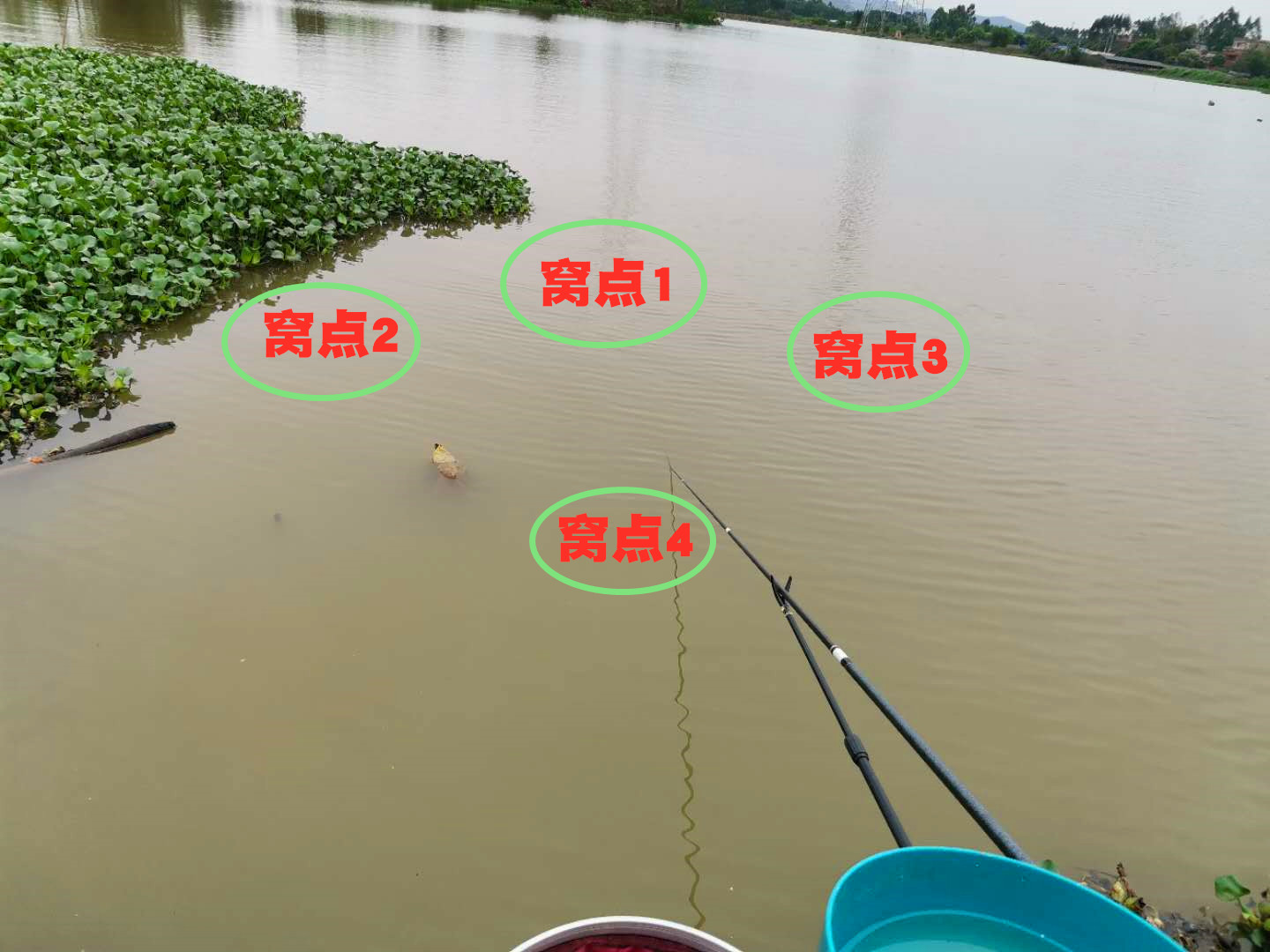 钓土鲮遇到小罗非多怎么办,小罗非闹窝用麻团钓法