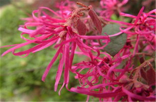 红檵木有多少种品种,檵木和红檵木的药用价值有啥区别