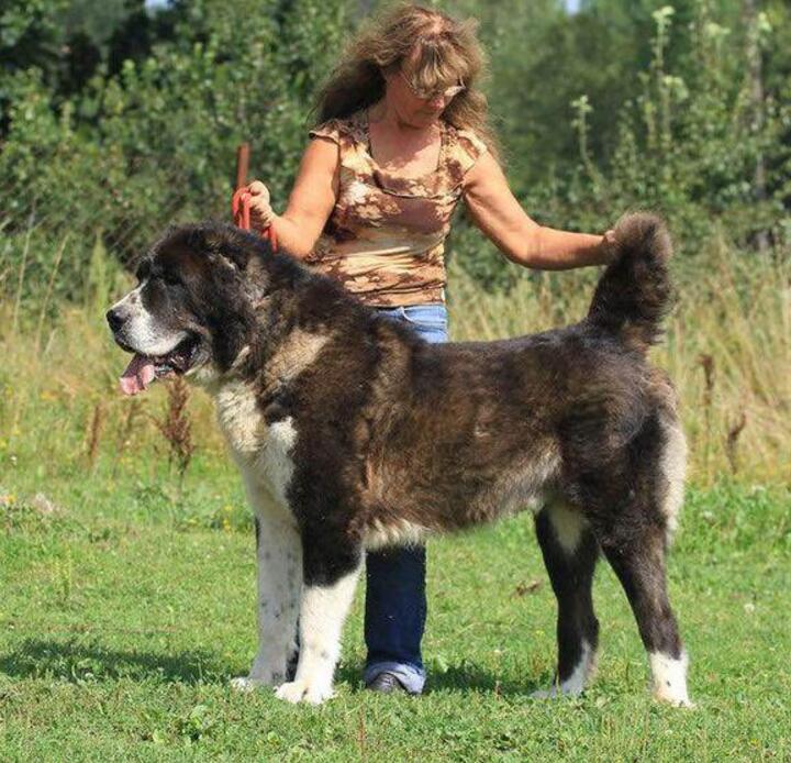 养的四种狗狗打死也别养,千万不要养的狗狗有哪些