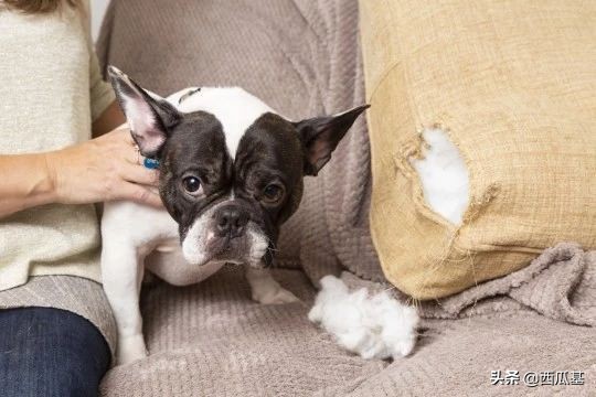 铲屎官法斗,法斗的铲屎官