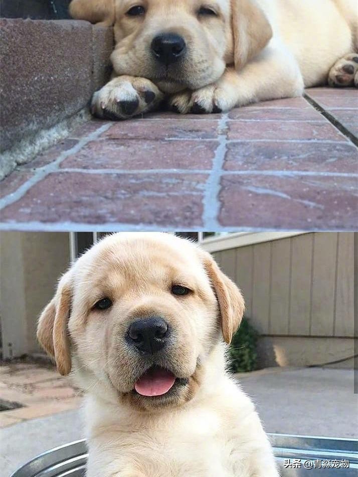 宠狗注意事项,宠兽小知识大全