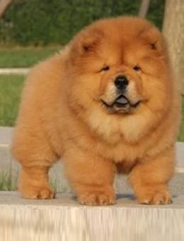 犬类图解,犬类大全100个视频