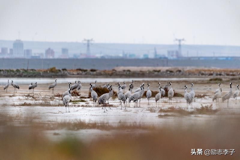宁夏候鸟,候鸟监测简报