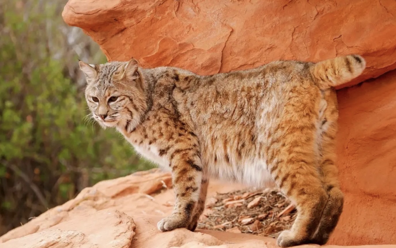 为什么养不好小猫咪呢,养了一年的小猫咪野性还是挺强